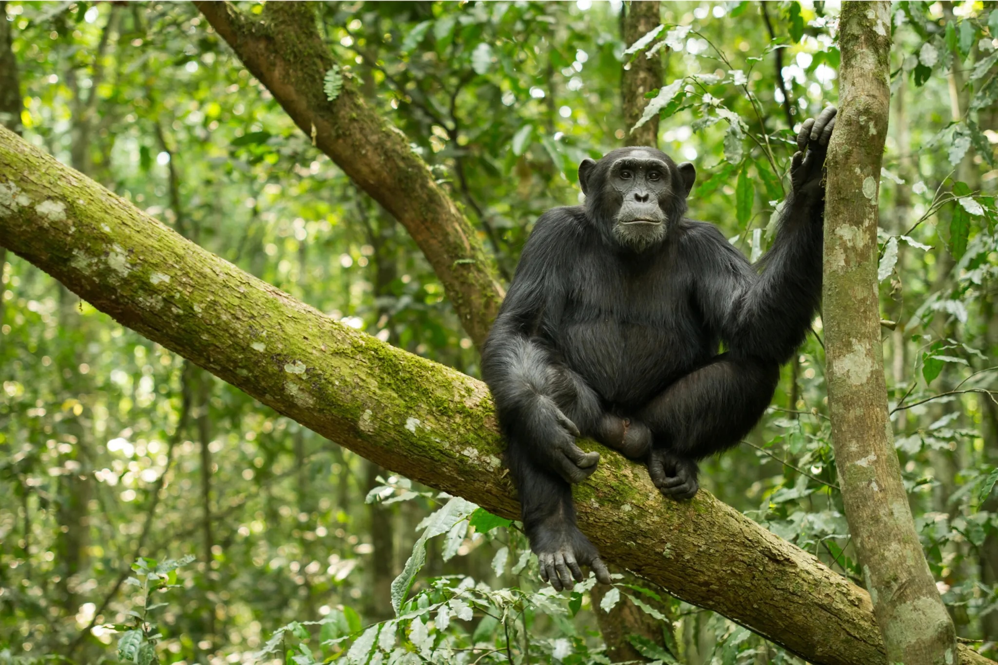 Uganda's Wildlife Wonders